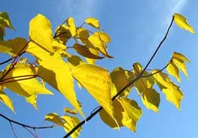 美しいアカメガシワの黄葉
