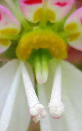 ユキノシタの花の葯から花粉が出ているところ