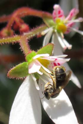 ユキノシタの雄蕊にとまるハチかアブの仲間
