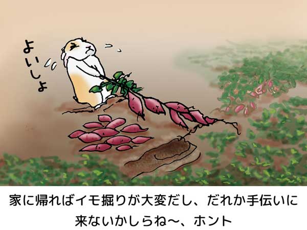 「家に帰ればイモ掘りが大変だし、だれか手伝いに来ないかしらね〜、ホント。」と言いながら「ぷう太郎」は畑でイモづるをひっぱりながらサツマイモの収穫をする。