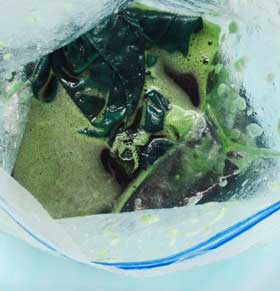 染液の入ったストックバッグを開くと、絹布が深い青緑色になっている