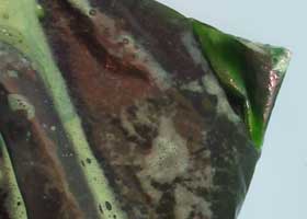 ストックバッグ内で絹布をミキサーで撹拌したできたての抹茶色の染液を追加した染液の色は明るい緑色