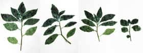タデアイ４種の成長期の葉のインディカン含量量の比較