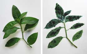 成長期のタデアイの葉（花が淡いピンクで長葉タイプ）のインディカン含量量の比較