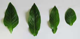 ７月上旬に４種類のタデアイの葉の比較