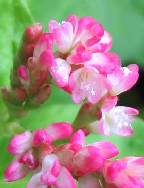 鮮やかなピンク色のマルバアイの花　拡大