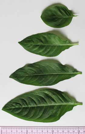 タデアイ４種の成長期の葉の比較