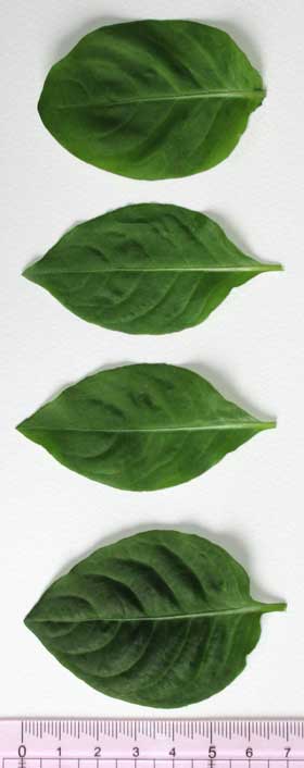 タデアイ４種の小さい時の葉の比較