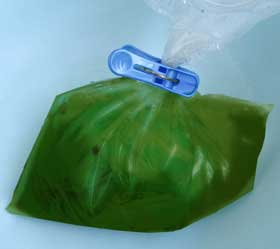 藍の生葉染めの染液と布をビニール袋に入れて浸しているところ