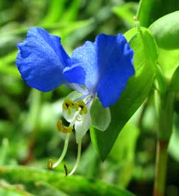 青色がきれいな露草の花