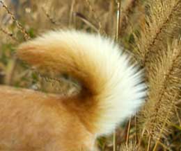 柴犬の尻尾