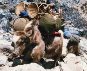 ヒマラヤで重い荷物を背負って険しい山道を登るヤク
