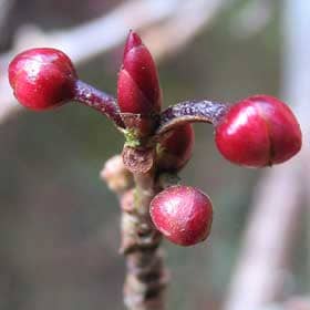 綺麗なアブラチャンの赤い冬芽