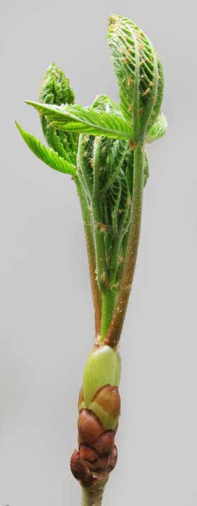 芽鱗から長く伸びたベニバナトチノキの芽吹き