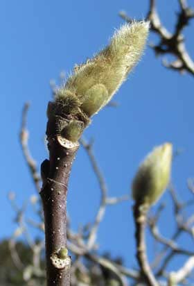 ハクモクレンの冬芽の花芽と葉痕