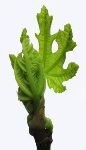 精巧な葉脈のイチジクの芽吹き