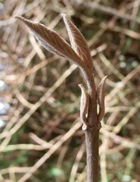 ムラサキシキブの冬芽と葉痕