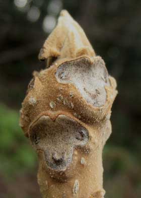 動物顔のオニグルミの葉痕