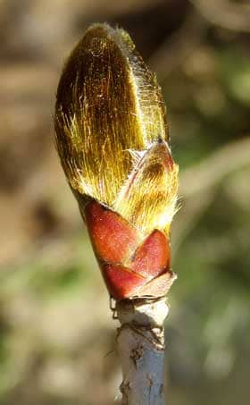 金色の毛に覆われたオニイタヤの冬芽の芽吹き