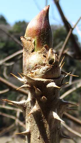 鋭い棘がたくさんついたタラノキの冬芽と葉痕