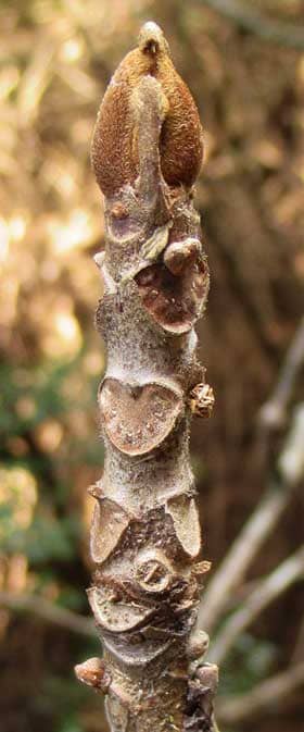 金褐色の毛皮に覆われたヤマウルシの冬芽の頂芽