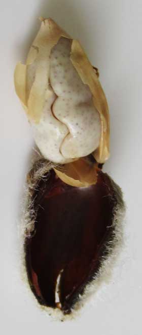 アメリカ綿の種皮を剥いで薄皮に包まれた胚の様子