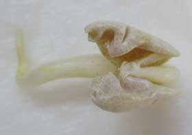 種皮を外した発根したアメリカワタ　　　
         子葉に見られる黄色の色素ゴシポール