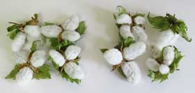 実験開始から156日目と139日目のアジア綿の収穫したコットンボール