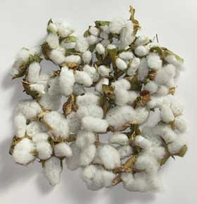 11月中旬に収穫したアジア綿のコットンボール