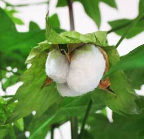 実験開始から147日目の１番果が開絮したアジア綿
