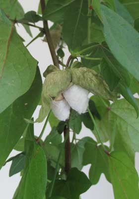 ９月下旬　種皮むき発芽させたのアジア綿の３番目のコットンボール