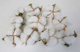 ３月20日に時短発芽したアメリカ綿の９月17日までに収穫したふっくらとしたコットンボール