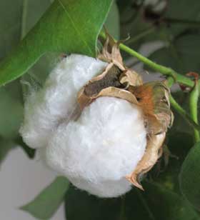 ふっくらとし開き始めたアメリカ綿の綿花