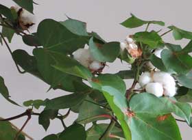 葉の生い茂った枝先にふかふかの綿花がまとまって咲いたアメリカ綿