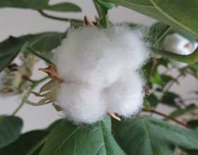 ほわほわになったアメリカ綿の綿花