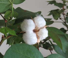 ほわほわになリ始めたアメリカ綿の綿花