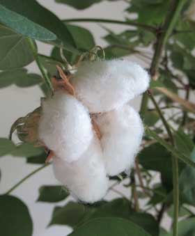 ふっくらとしたアメリカ綿の綿花が大きく開き始めたところ