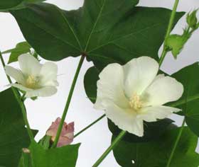 実験開始から112日目の10番・11番目の花が咲いたアメリカ綿