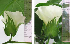 種皮むき発芽させた８月上旬のアメリカ綿と実験75日目のアメリカ綿の花の大きさの比較