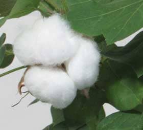 ８月下旬のふっくらとした越冬アメリカ棉の白い綿花