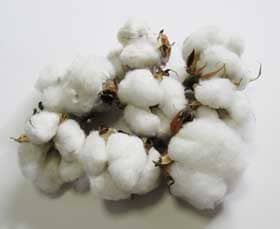 ９月中旬に収穫した越冬アメリカ棉のコットンボール