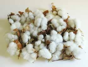 ９月下旬までに収穫した23個のアジア綿コットンボール