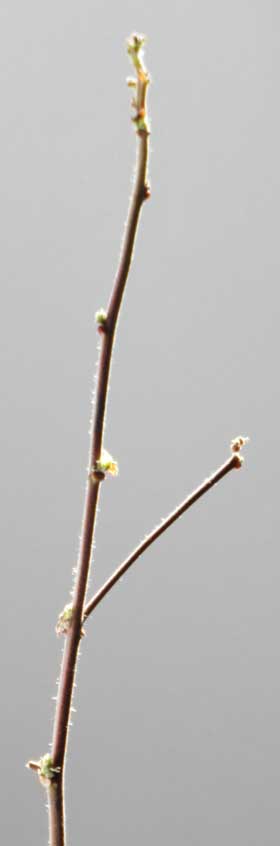 ３月９日　越冬棉の芽吹き出した枝