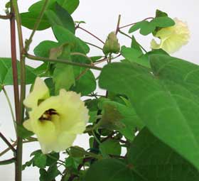 ８月17日　越冬アジア棉の咲き誇る綺麗な花と蕾