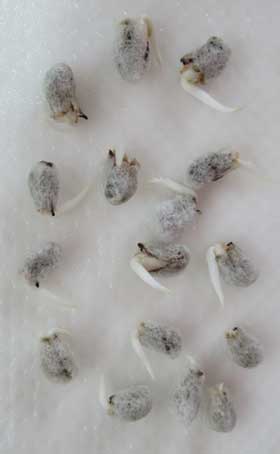 発根中のアジア綿の種子16個