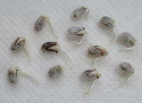 発根中する12個のアジア綿の種子