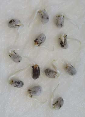 発根中する12個のアジア綿の種子