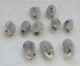 発根過程のアジア綿の種子10個