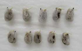 発根したばかりのアジア綿の種子10個