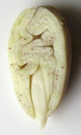 中央に幼根と胚軸が見える種皮を取り除いたアジア綿の種子の縦断面